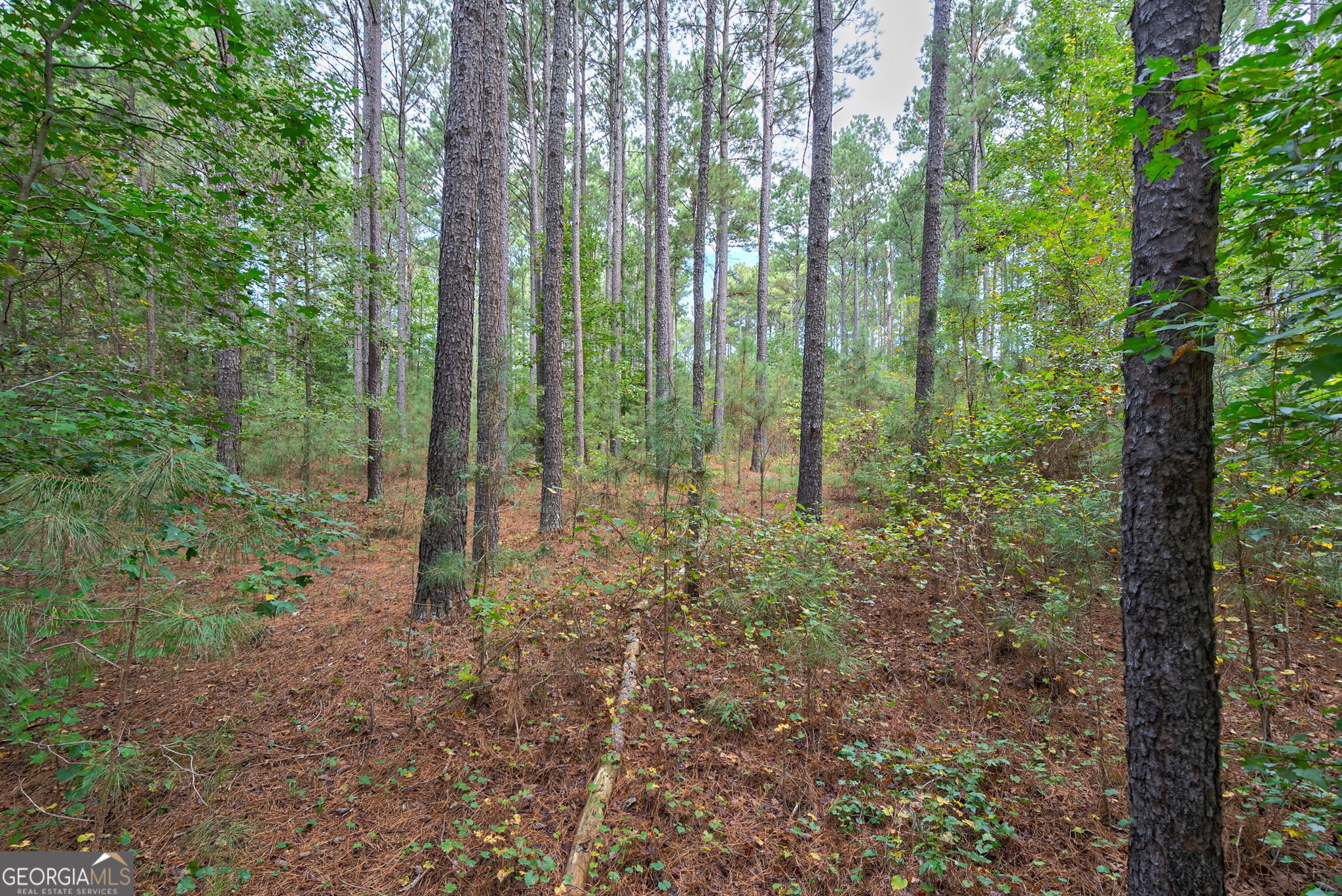 0 Lower Wirebridge Road Stephens, GA 30667 - Photo 31 of 42 a view of a forest with trees