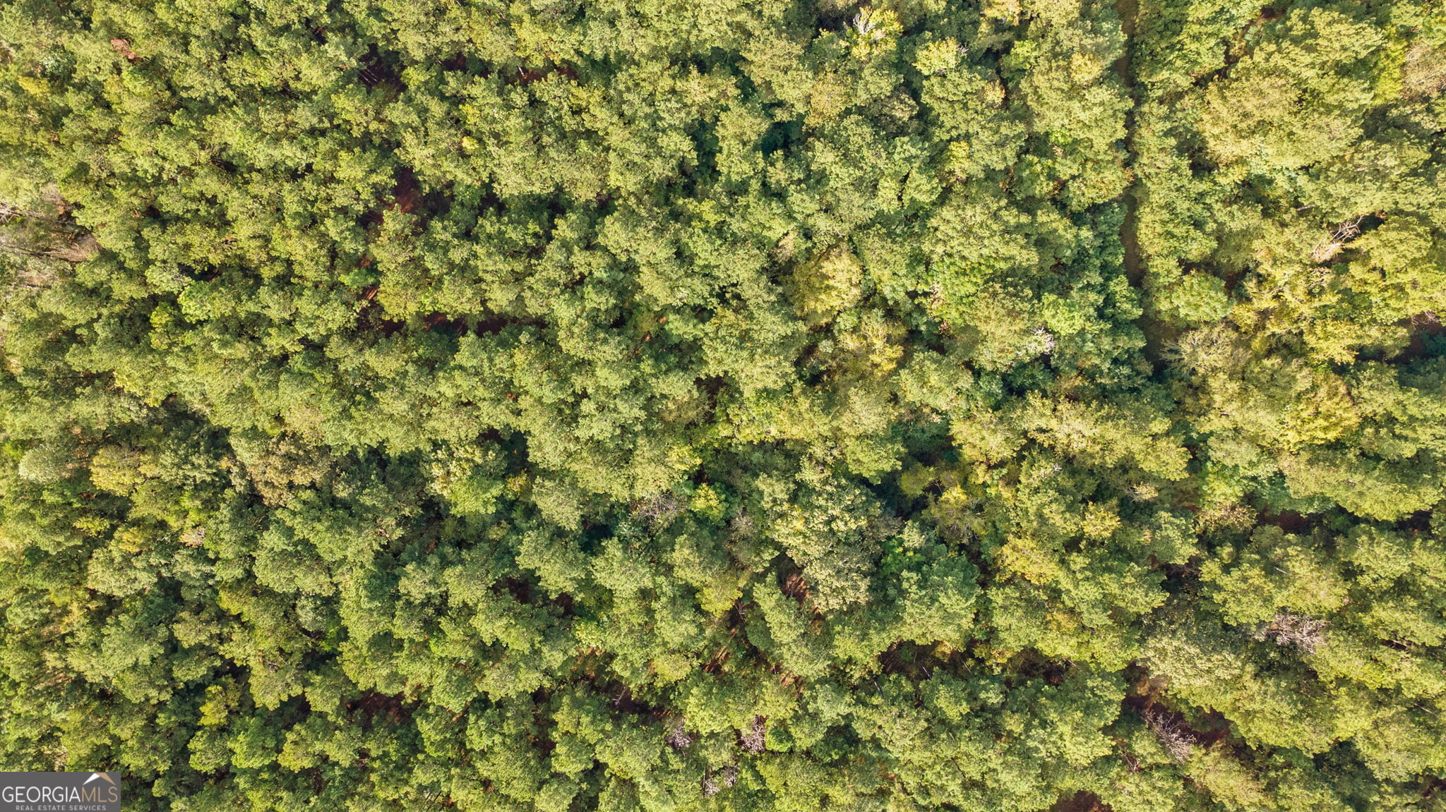 0 Lower Wirebridge Road Stephens, GA 30667 - Photo 34 of 42 a view of a tree