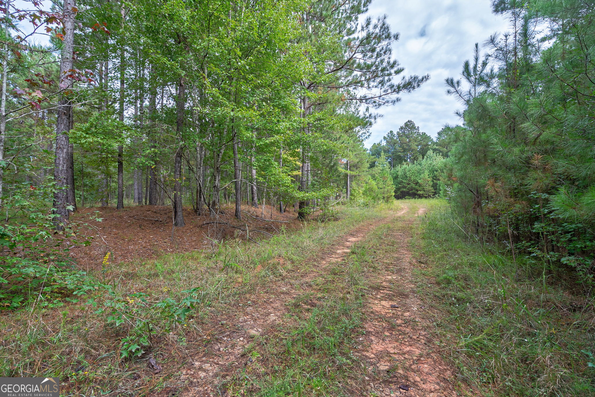 0 Lower Wirebridge Road Stephens, GA 30667 - Photo 4 of 42 a view of a forest with trees in the background