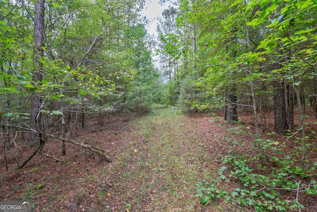 a view of a forest with trees in the background