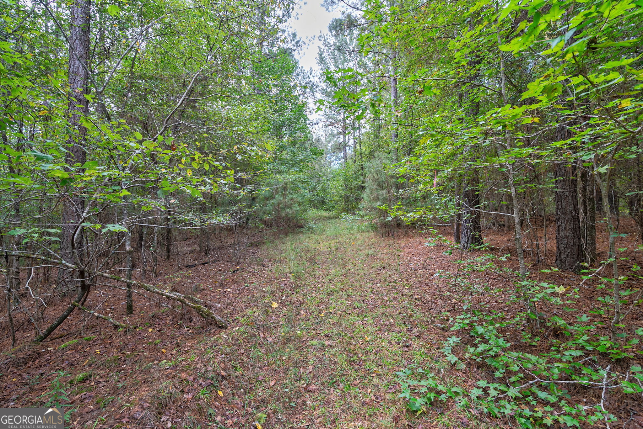 0 Lower Wirebridge Road Stephens, GA 30667 - Photo 5 of 42 a view of a forest with trees in the background
