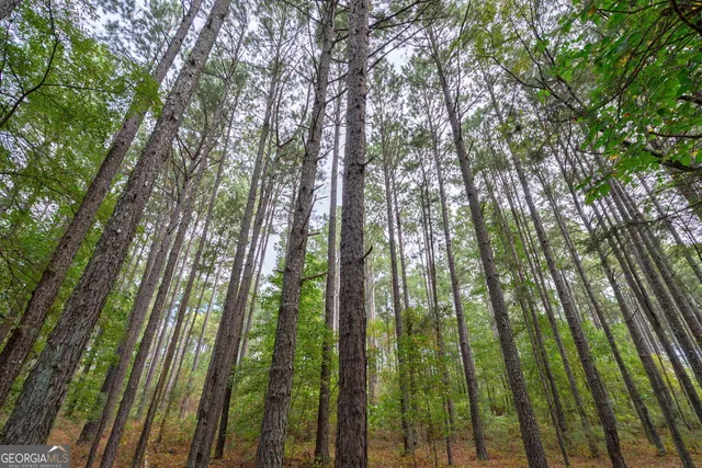 a yard with tall trees