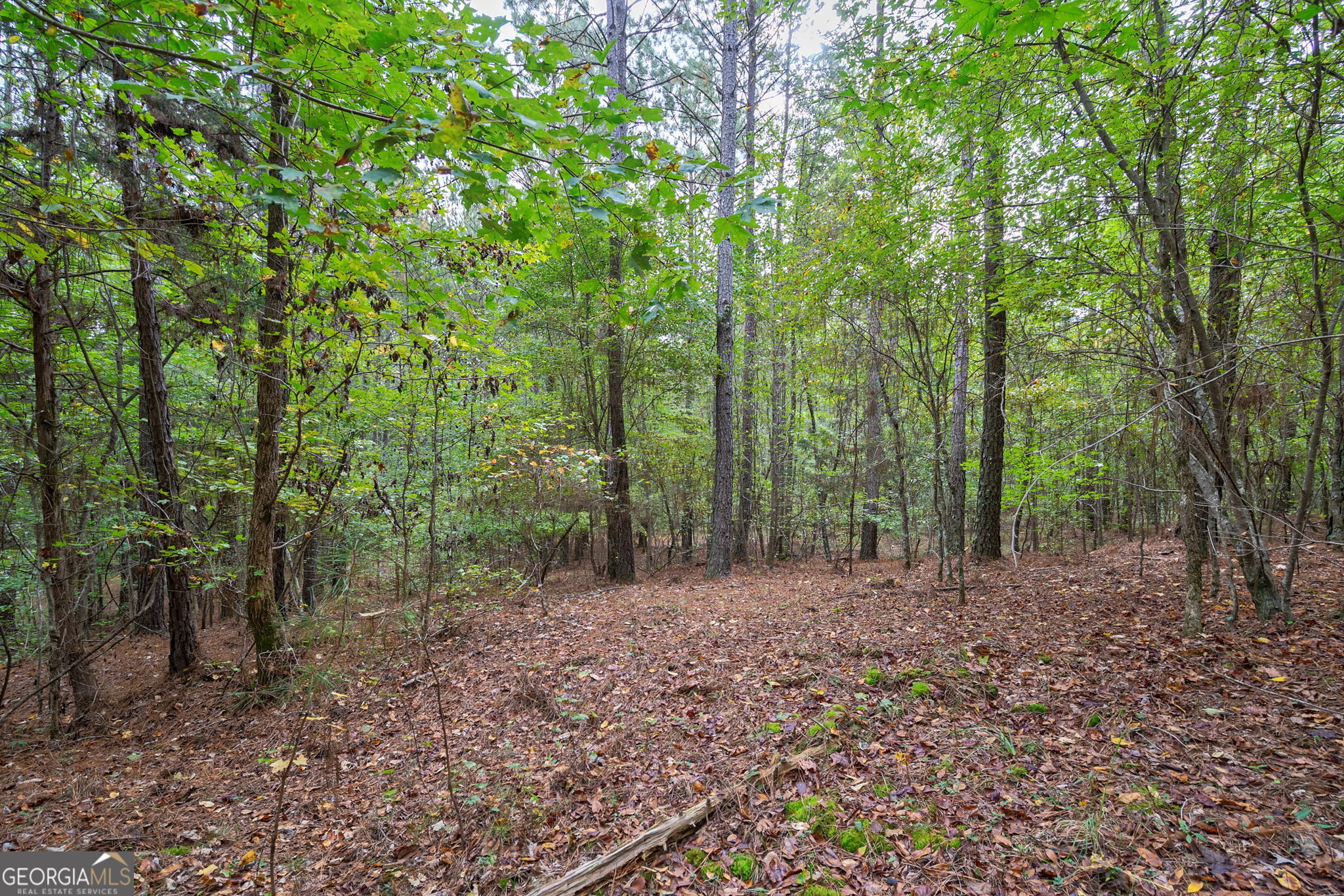 0 Lower Wirebridge Road Stephens, GA 30667 - Photo 7 of 42 a view of a forest with trees in the background