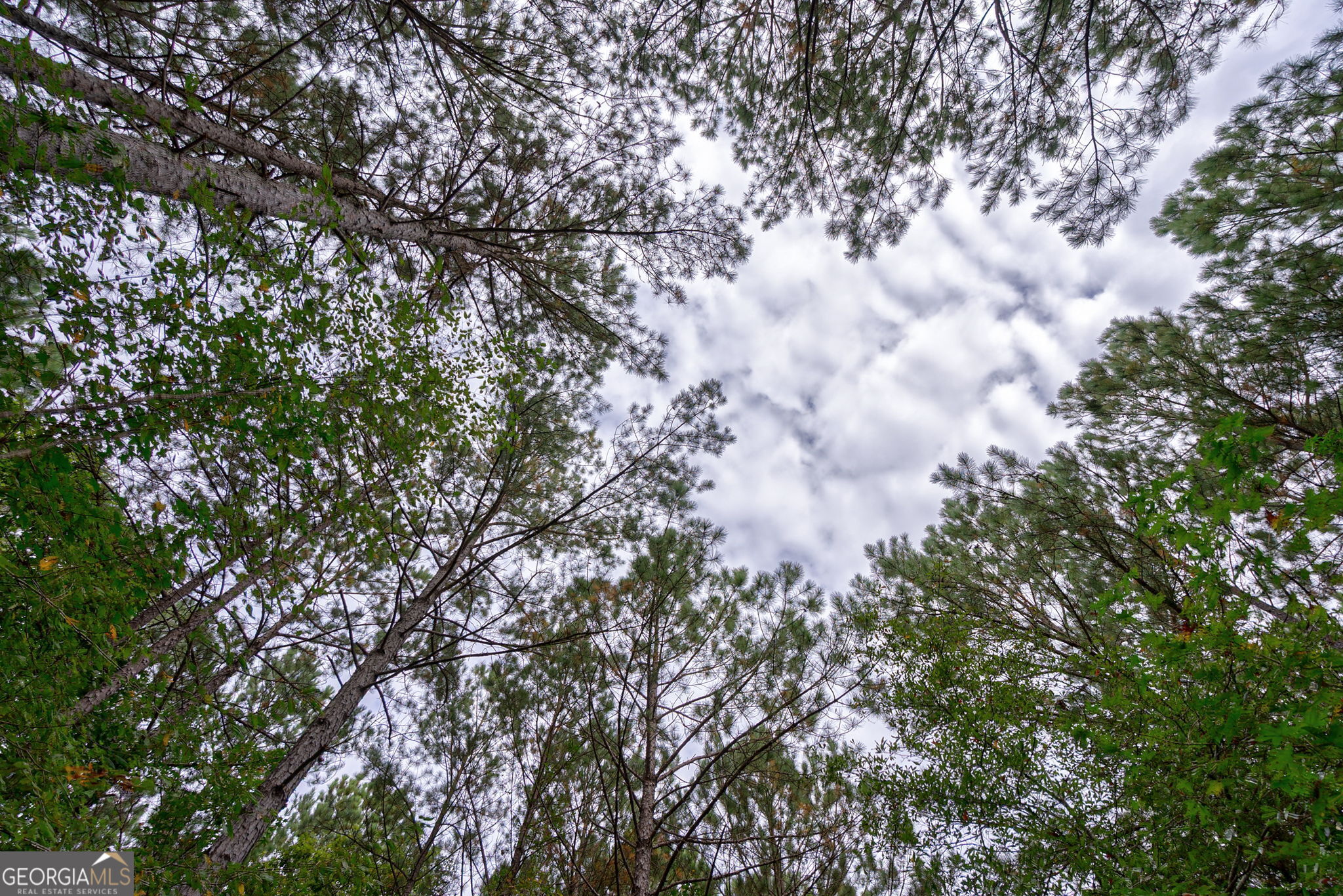 0 Lower Wirebridge Road Stephens, GA 30667 - Photo 8 of 42 a view of tree