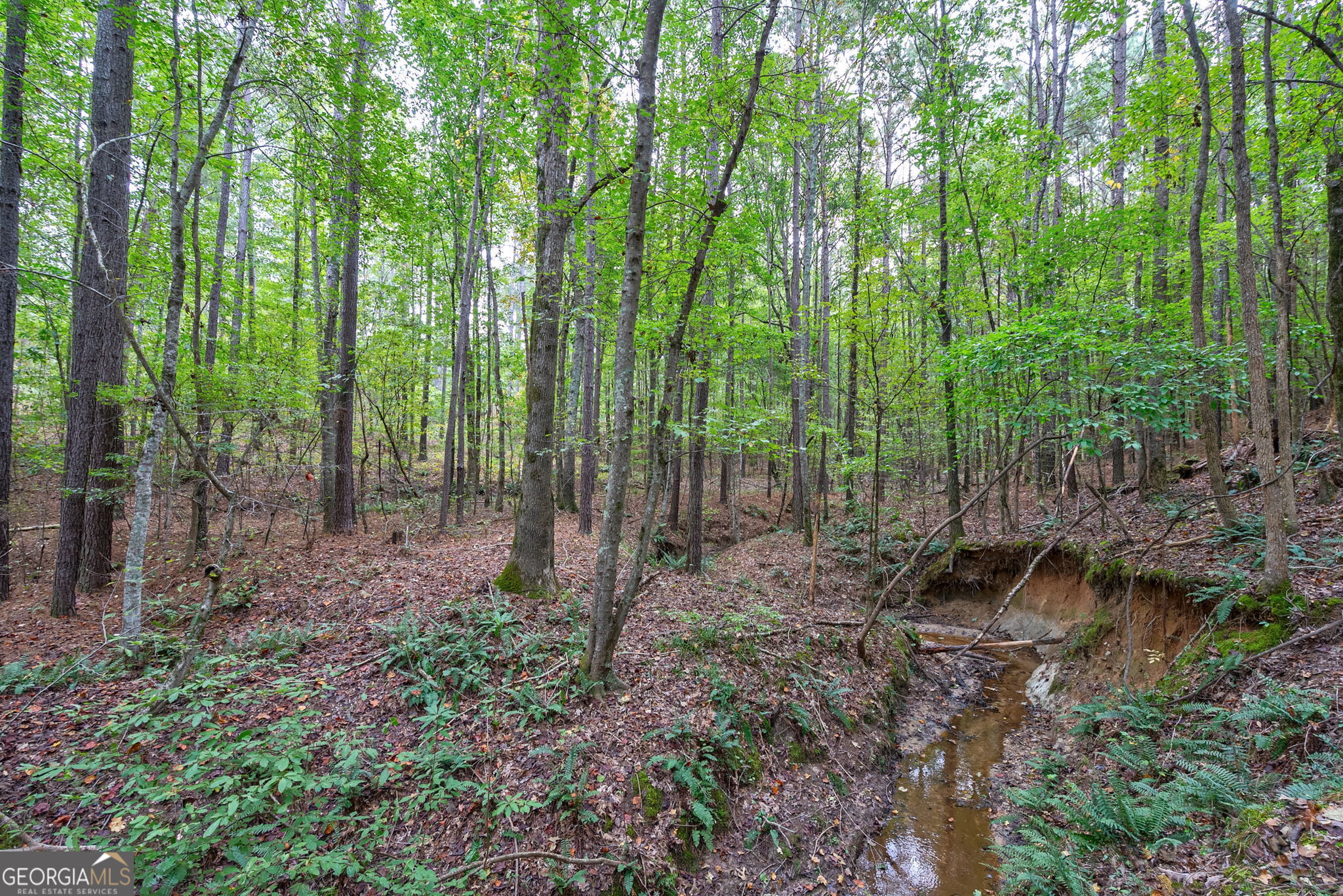 0 Lower Wirebridge Road Stephens, GA 30667 - Photo 10 of 42 a view of a forest with lots of trees