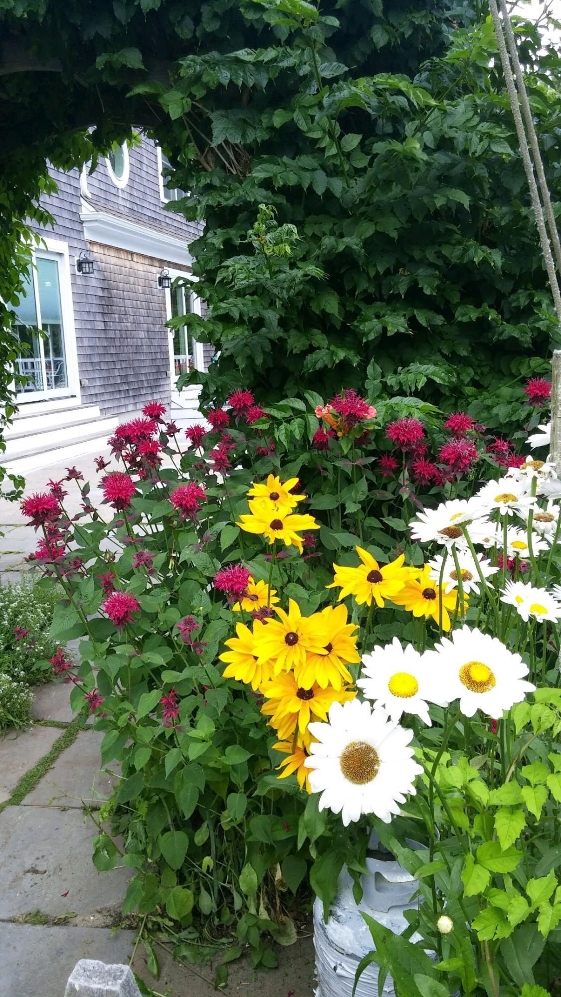 20 Lords Pond Road Chatham, MA 02650 - Photo 27 of 28 In bloom!