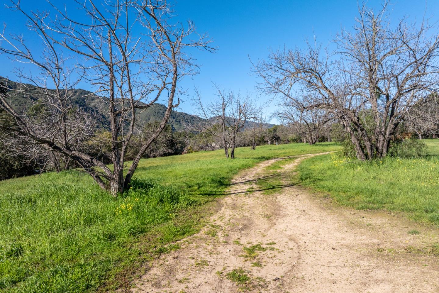29 East Carmel Valley Road Carmel Valley, CA 93924 - Photo 9 of 15 a view of a backyard with large trees