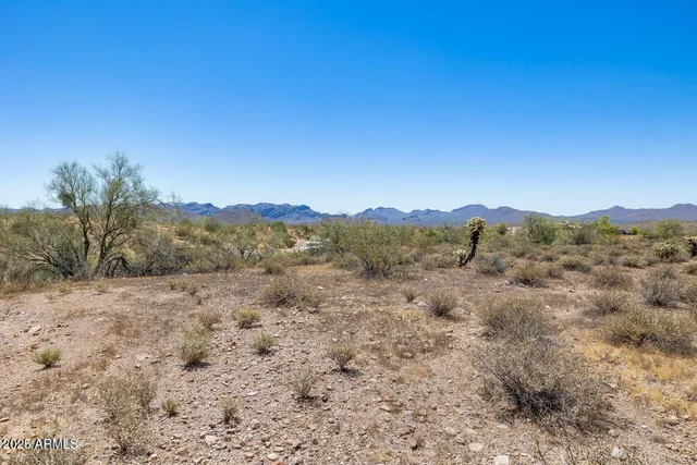 a view of a dry yard with large trees