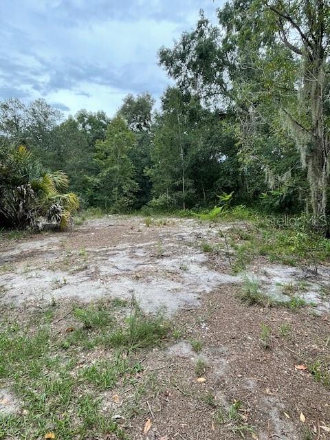 2908 Cleburne Road Orlando, FL 32817 - Photo 8 of 12 a view of a yard with a tree
