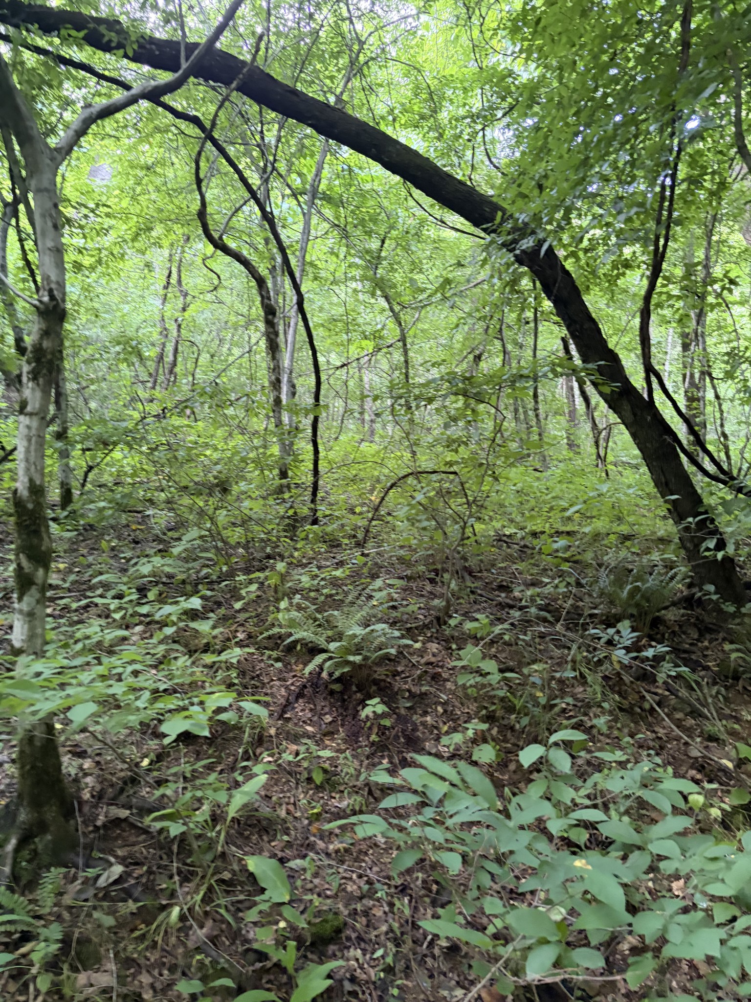0 Kelso-Smithland Road Kelso, TN 37348 - Photo 11 of 45 a view of tree