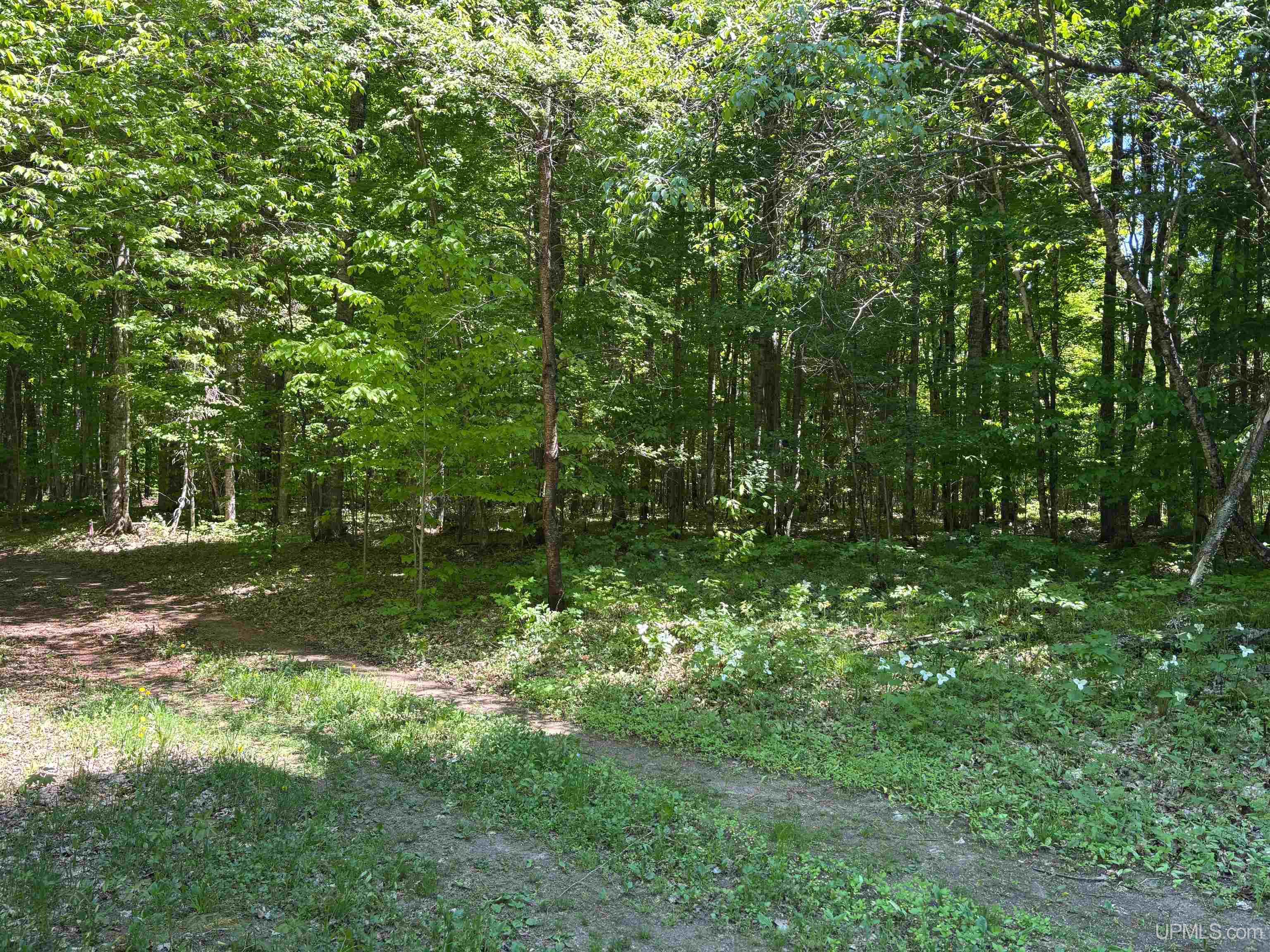 Tbd Tbd Osborn Dr Road McMillan, MI 49853 - Photo 8 of 18