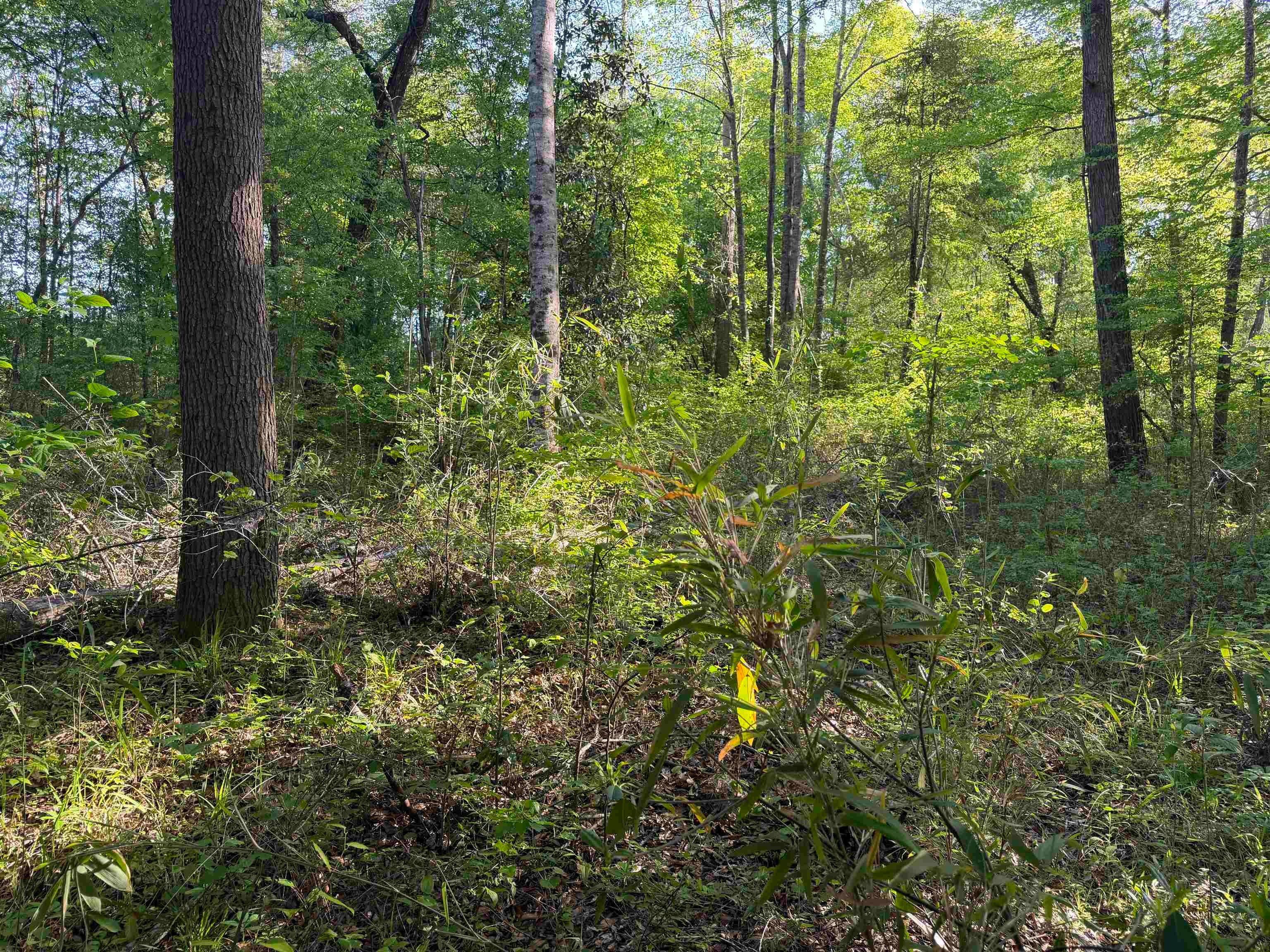 0 Leon Tower Road Brantley, AL 36009 - Photo 22 of 27 Gallery Image 22