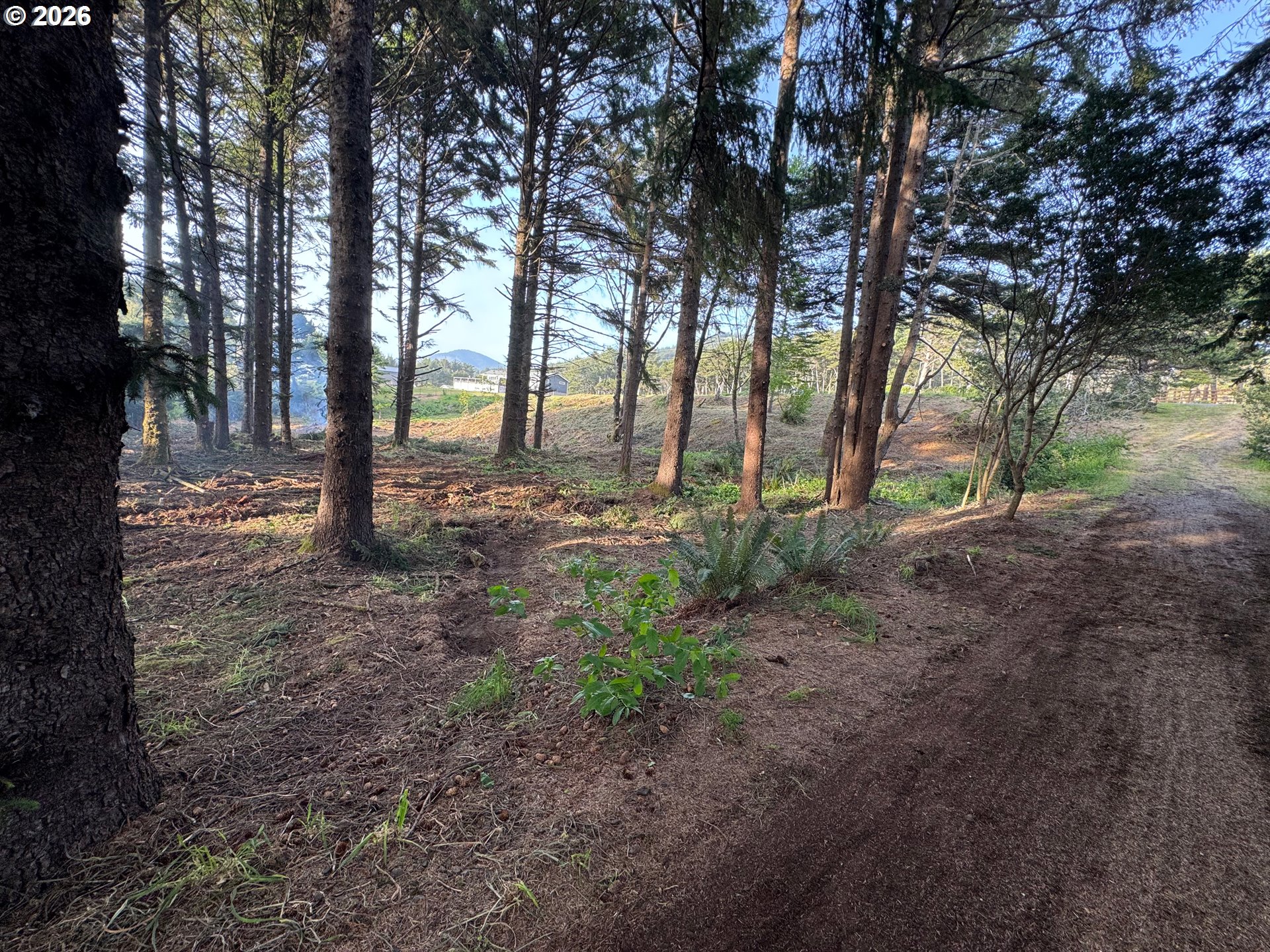 Ophir Road Gold Beach, OR 97444 - Photo 9 of 14 a view of outdoor space with lots of trees