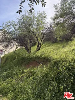 a view of a tree in a yard