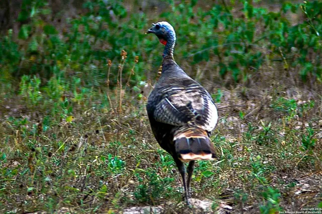 a backyard of a house with lots of green space and fountain