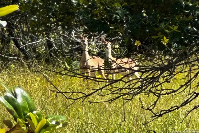 a view of a large yard with a large tree