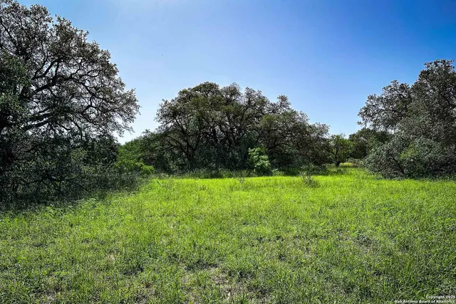 a view of a garden with a tree