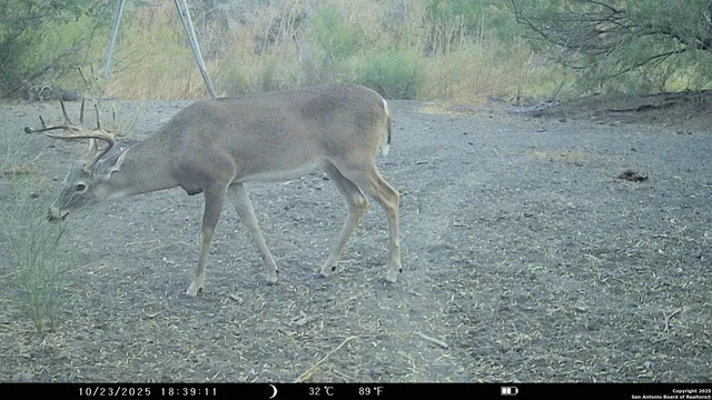a view of a dry yard