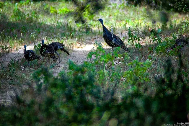 a backyard of a house with lots of green space and lake view