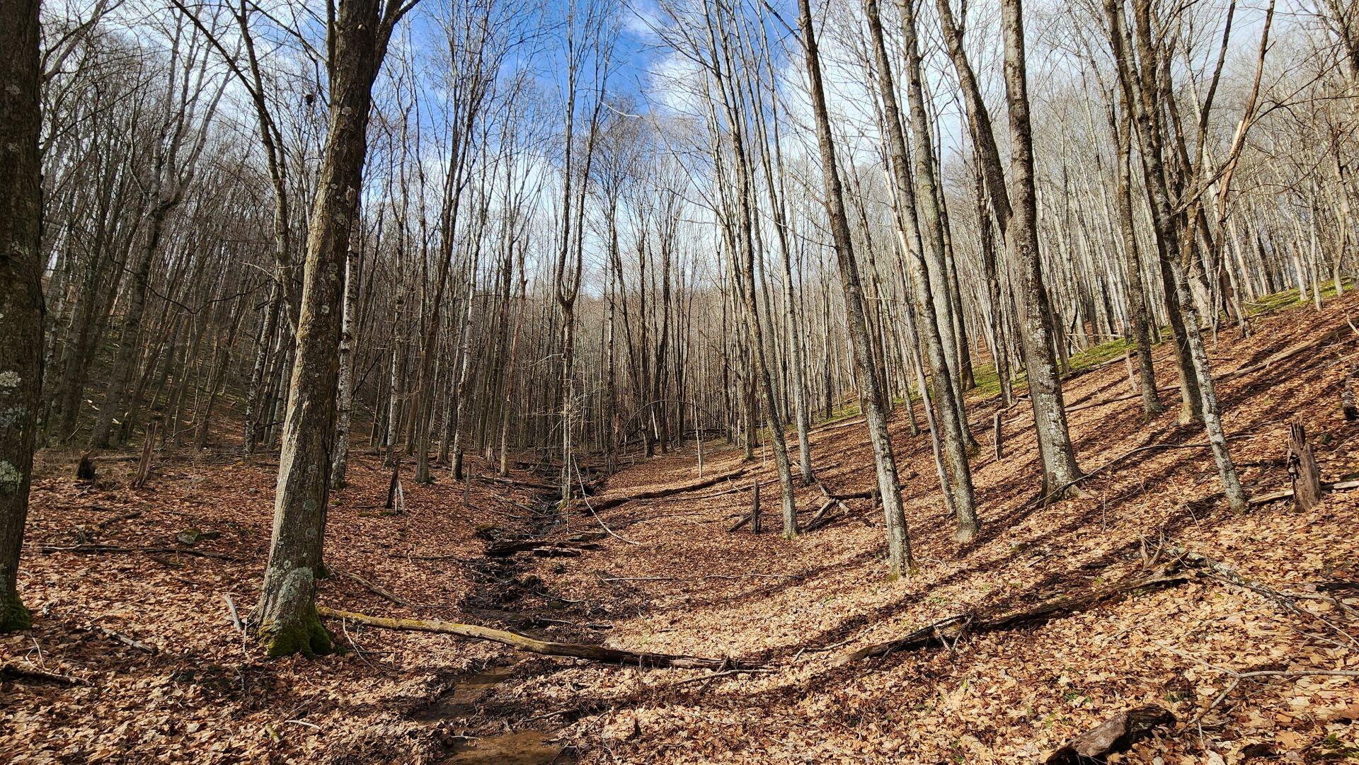 969 Simms Mountain Road Meadow Bridge, WV 25976 - Photo 23 of 31 Gallery Image 23