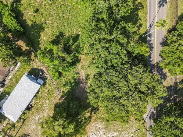 a view of a yard with plants and large trees