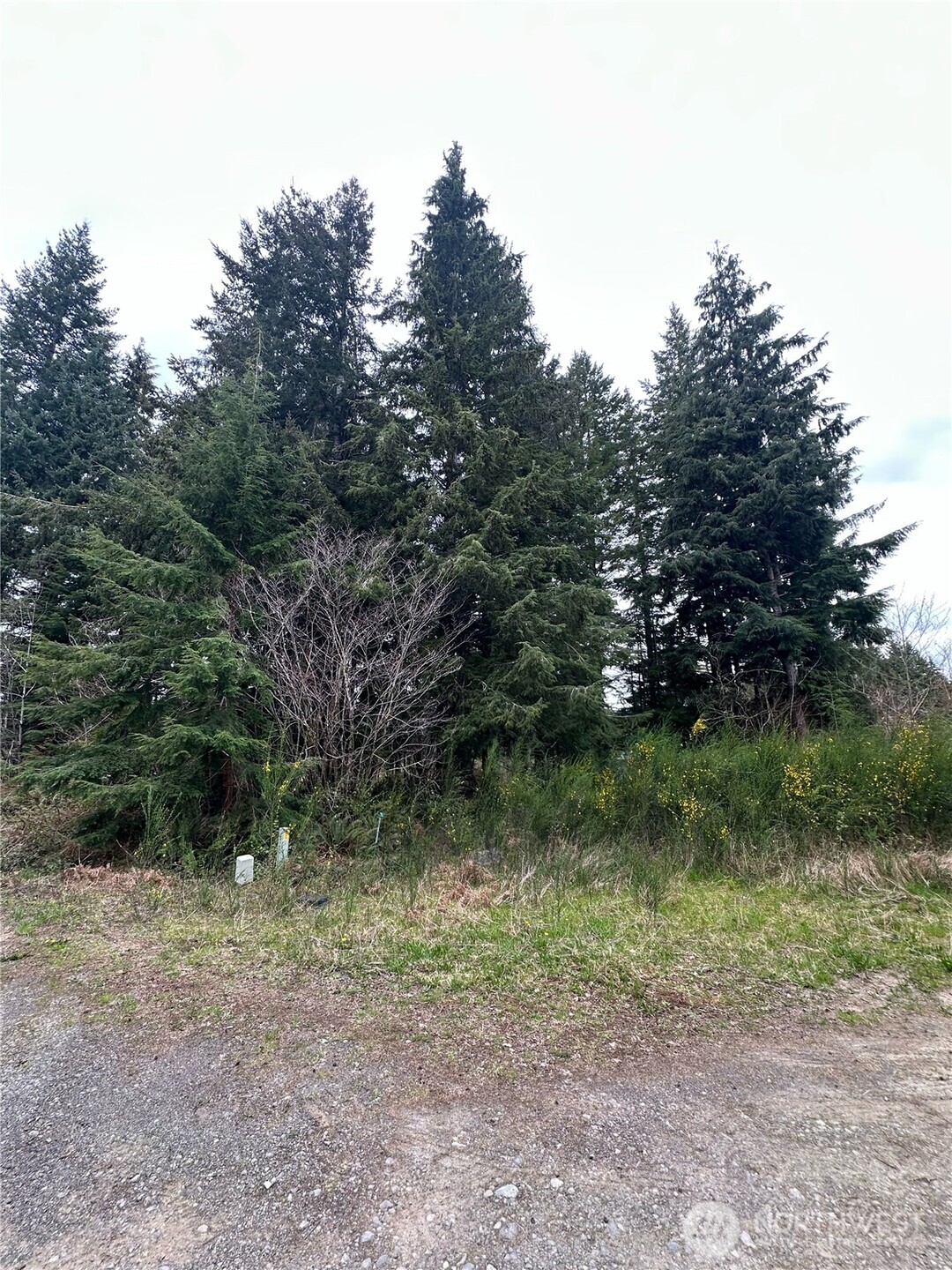 746 Trillium Avenue Forks, WA 98331 - Photo 6 of 10 a view of a forest with trees in the background