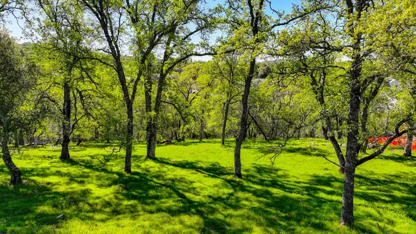 a view of field with tall trees