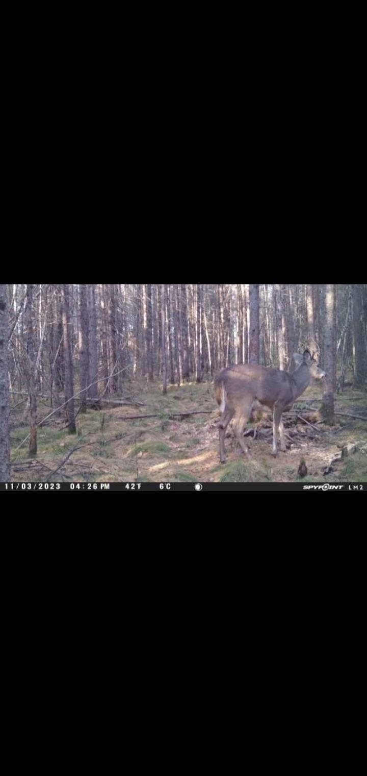 Perkinstown Avenue Medford, WI 54451 - Photo 13 of 15