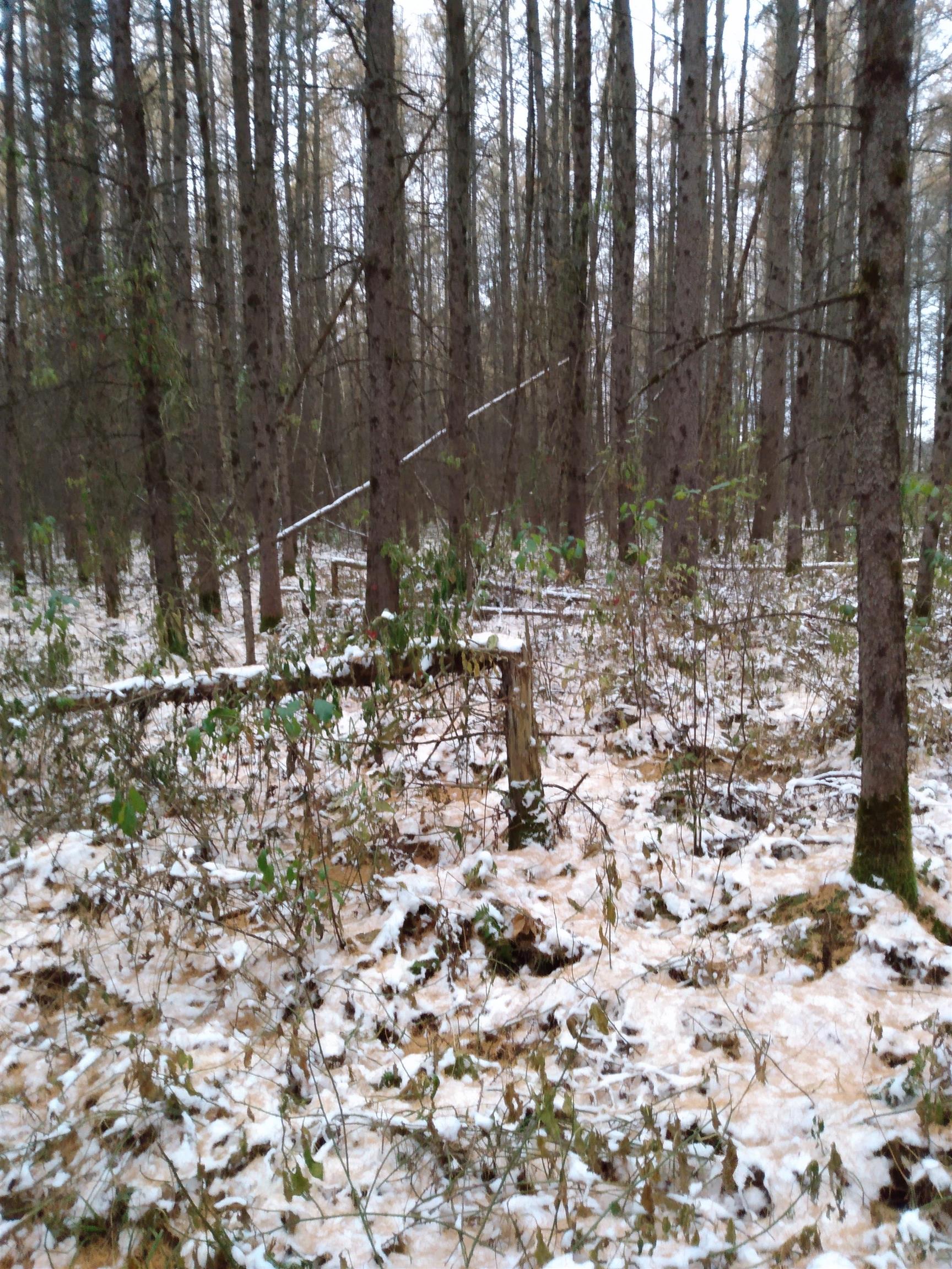 Perkinstown Avenue Medford, WI 54451 - Photo 2 of 15