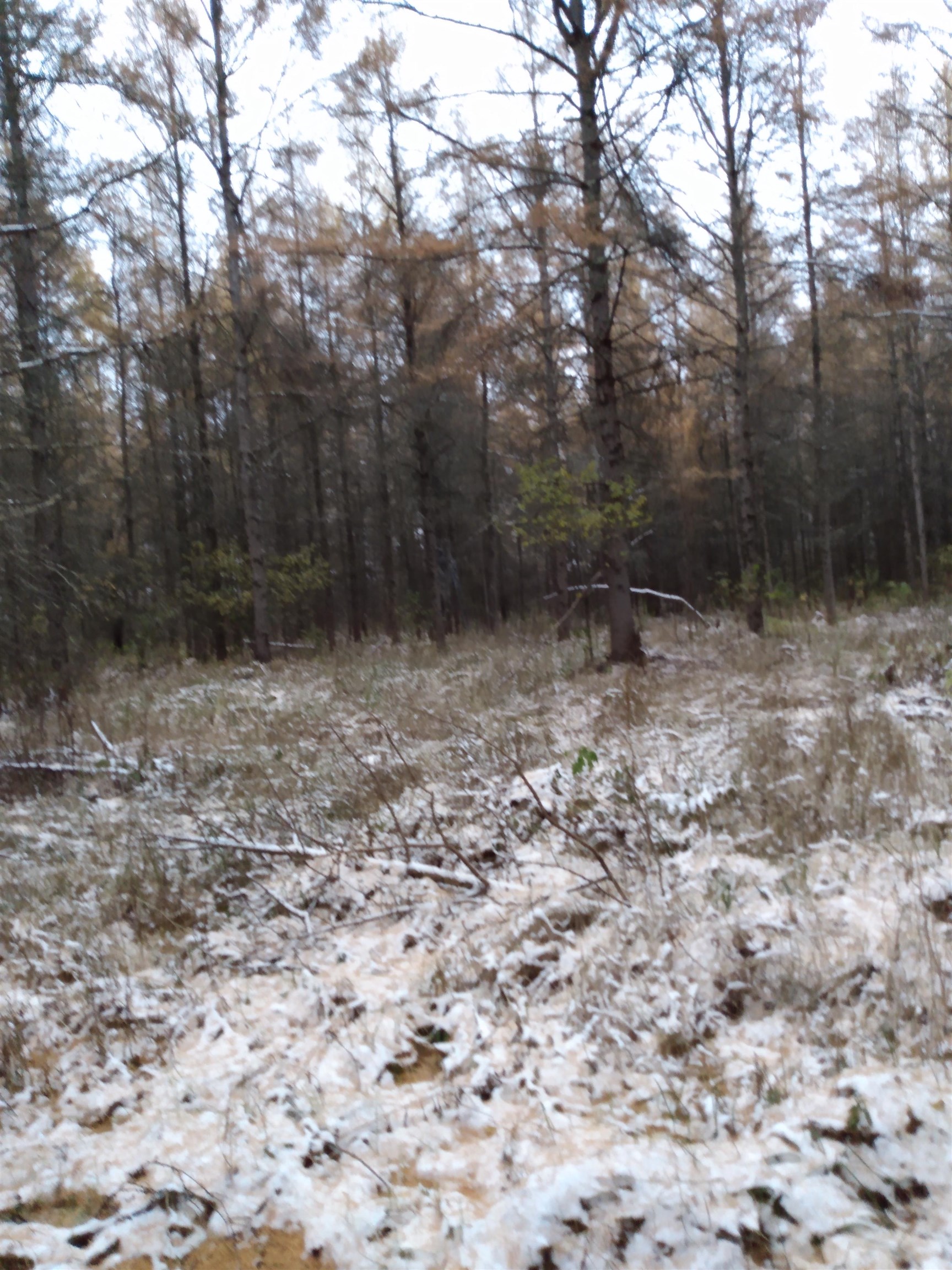 Perkinstown Avenue Medford, WI 54451 - Photo 3 of 15