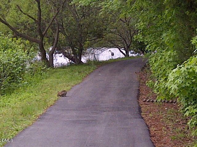 5 Flagstaff Court Durham, NC 27713 - Photo 38 of 40 a view of a yard with plants and a tree