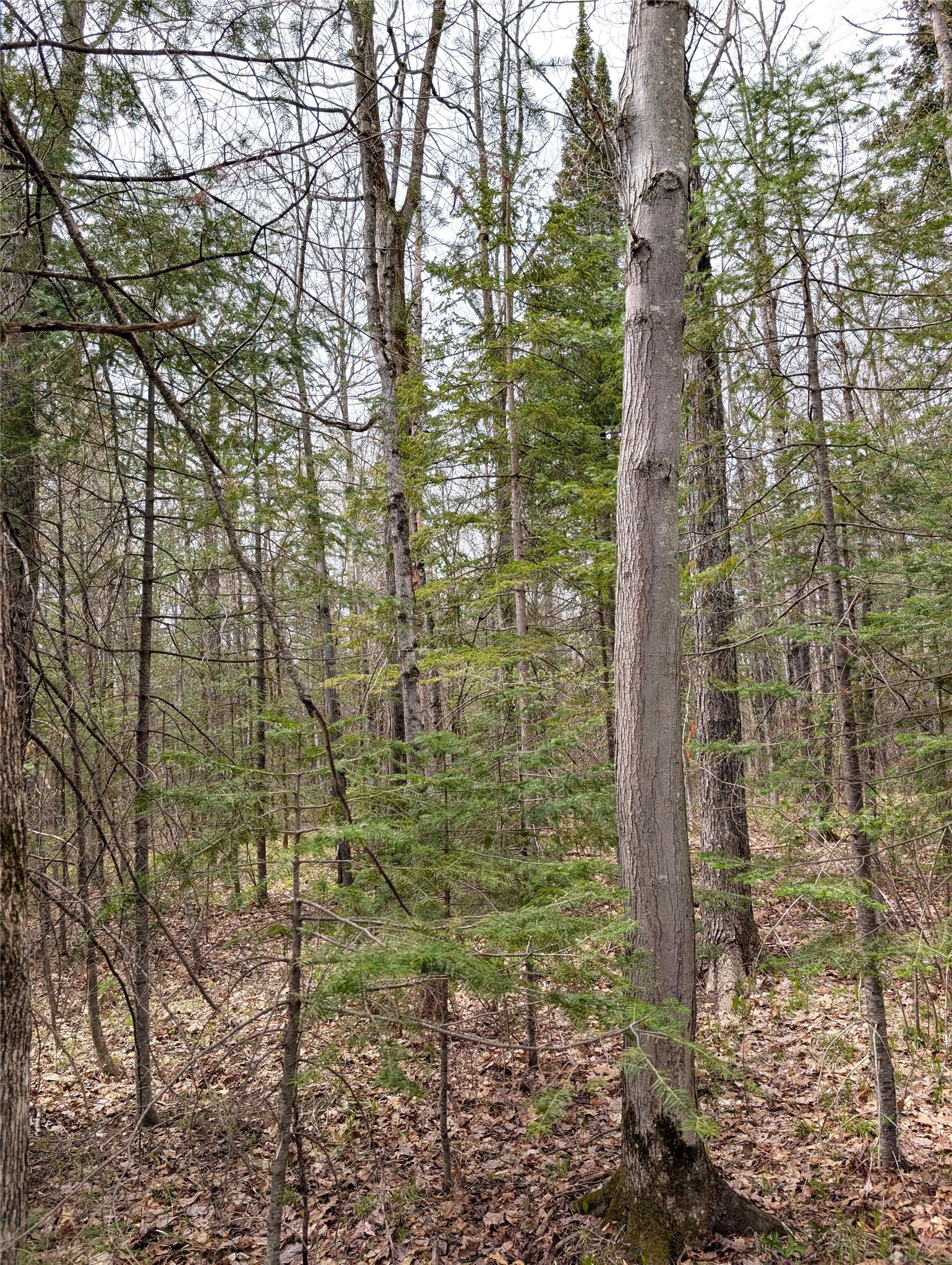 0 Us Highway Grand View, WI 54839 - Photo 8 of 20