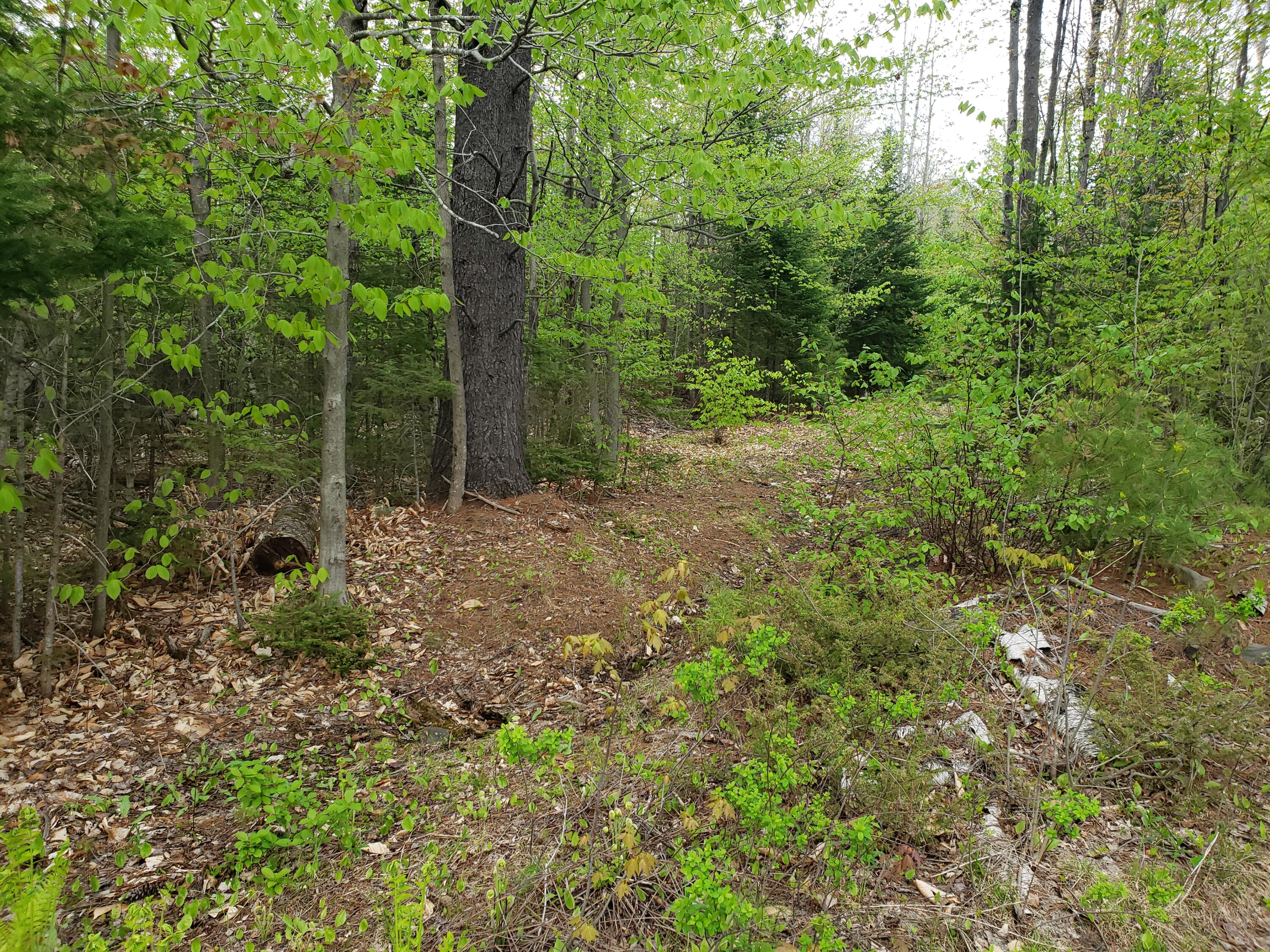 Tbd Norton Hill Road Strong, ME 04983 - Photo 3 of 17 20210515_161235