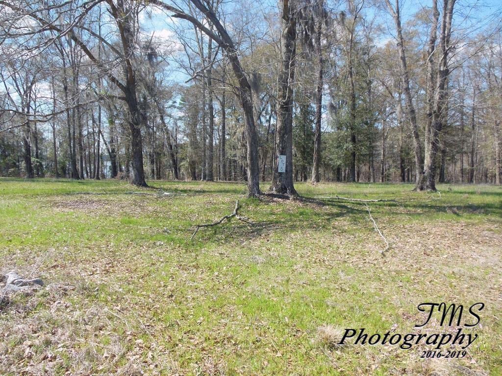 Lot 5 County Line Road Georgetown, GA 39854 - Photo 5 of 8