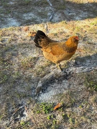 $167,900 | 12512 Cr 685 Webster, Webster, FL 33597