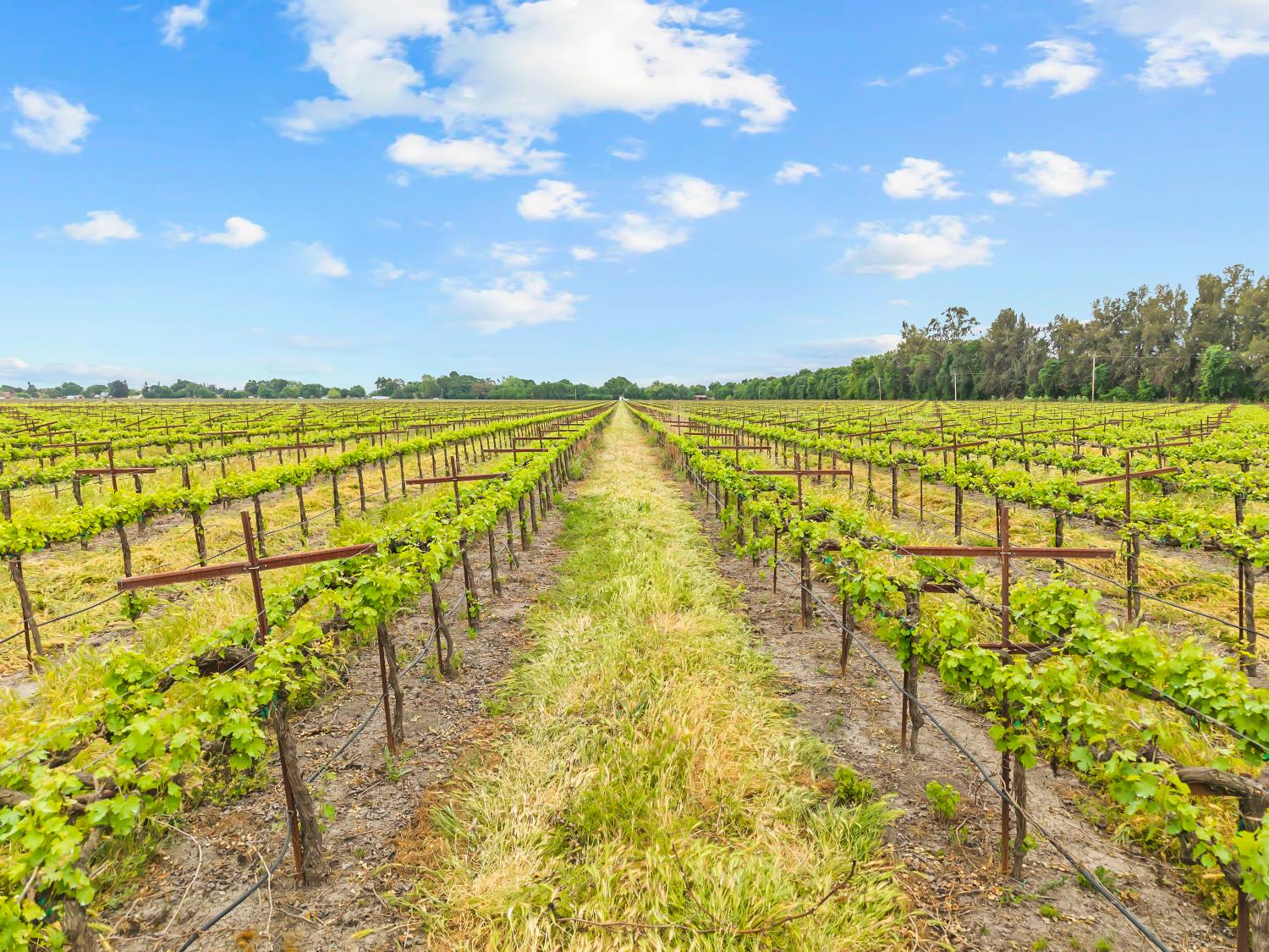 53020 South River Road Clarksburg, CA 95612 - Photo 2 of 42