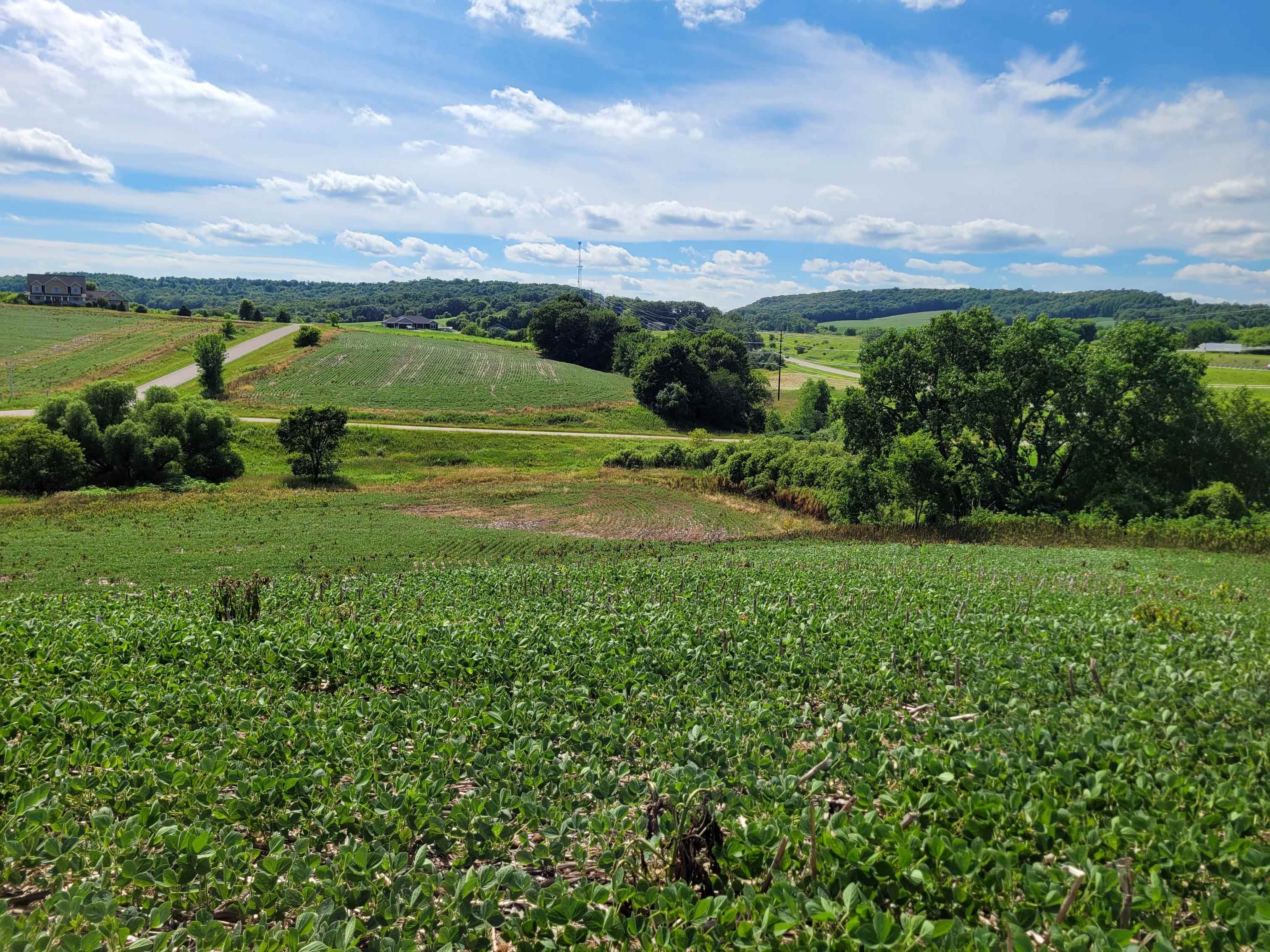 Lot 1 Heirloom Tomah Wi  