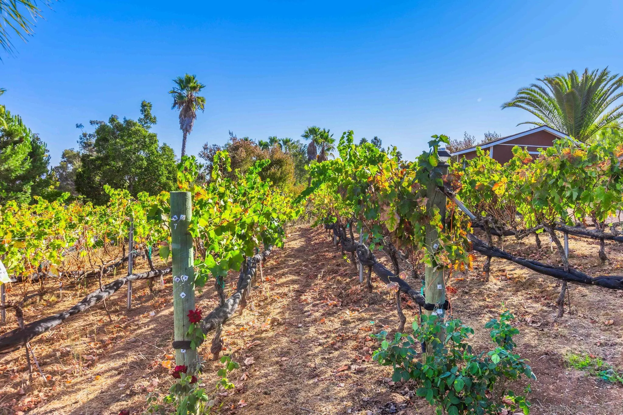 2302 Casitas Del Sol Fallbrook, CA 92028 - Photo 36 of 46 a view of a tree with a yard