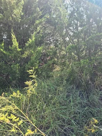 a view of a forest