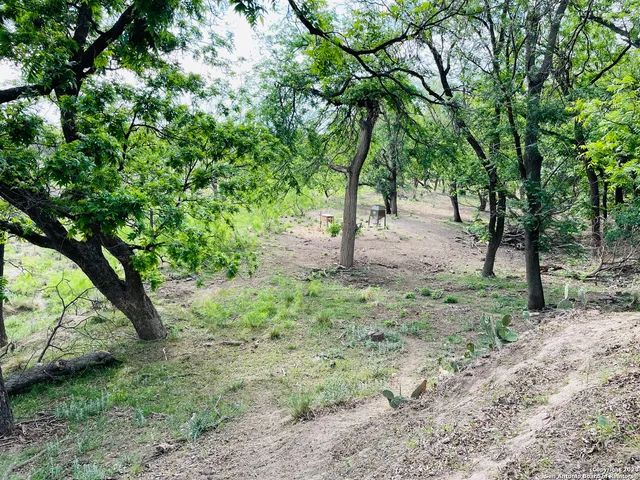 a view of a forest with trees