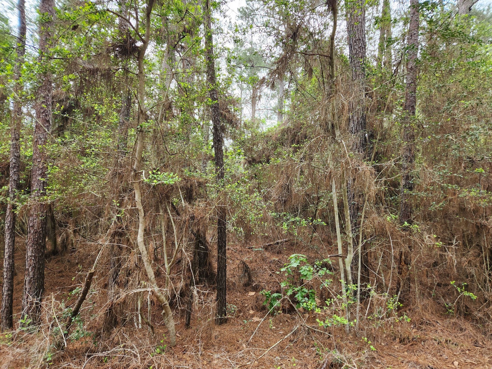 Lot 25 North Council Drive Hempstead, TX 77445 - Photo 2 of 27