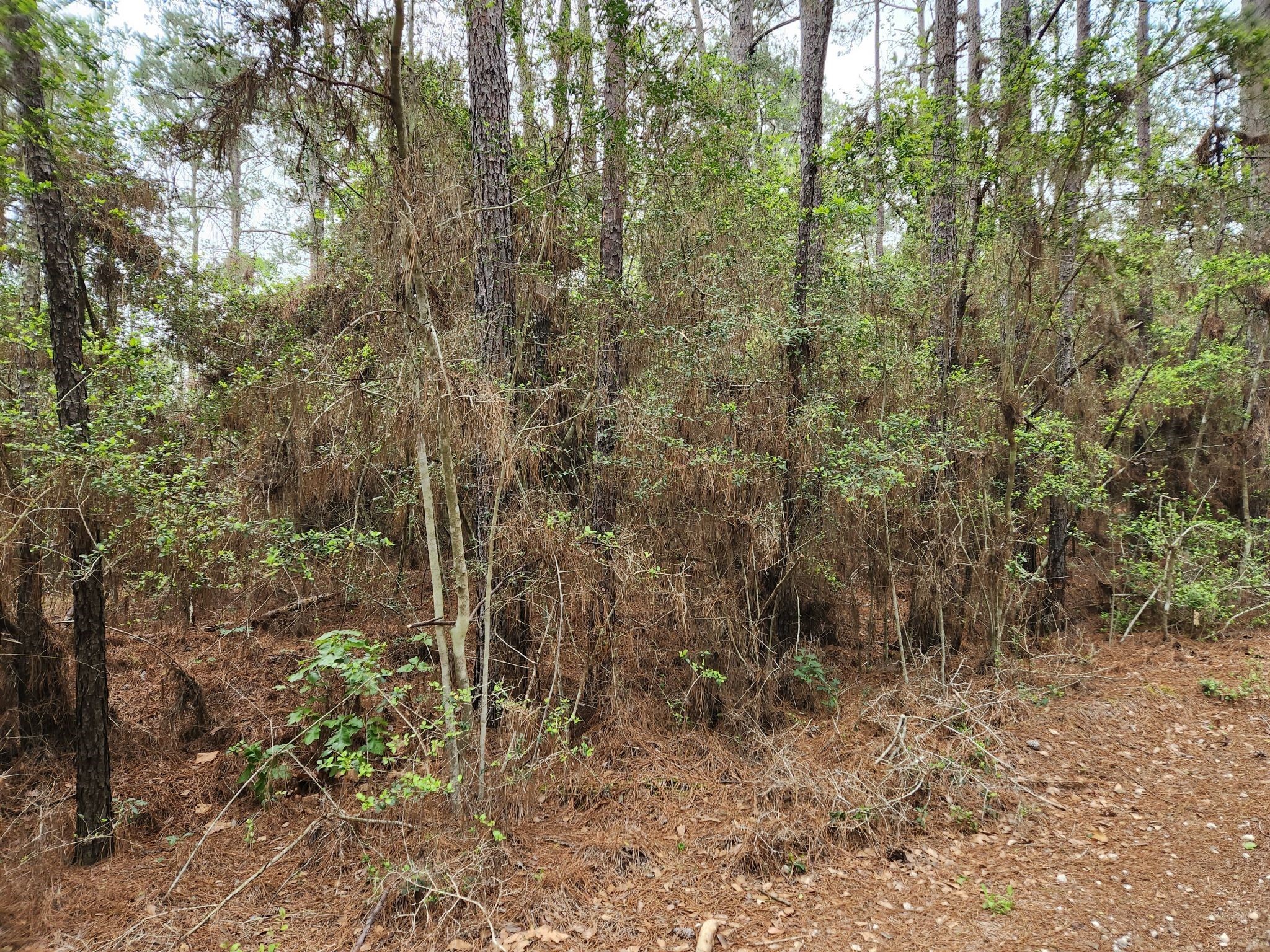 Lot 25 North Council Drive Hempstead, TX 77445 - Photo 3 of 27