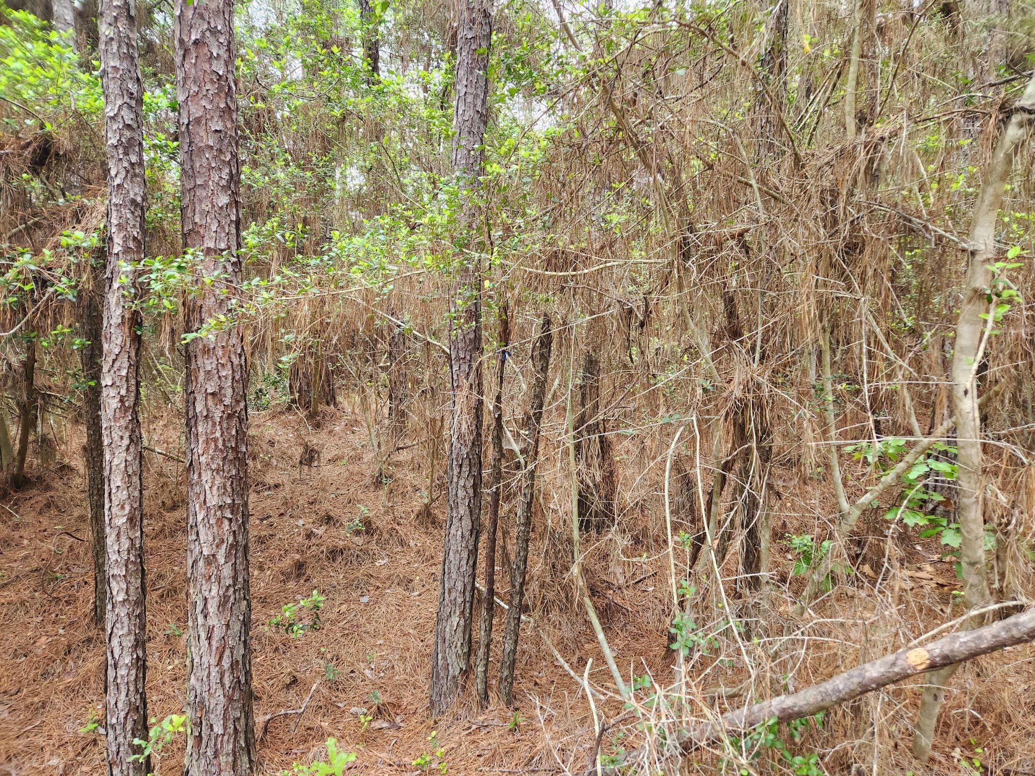 Lot 25 North Council Drive Hempstead, TX 77445 - Photo 4 of 27