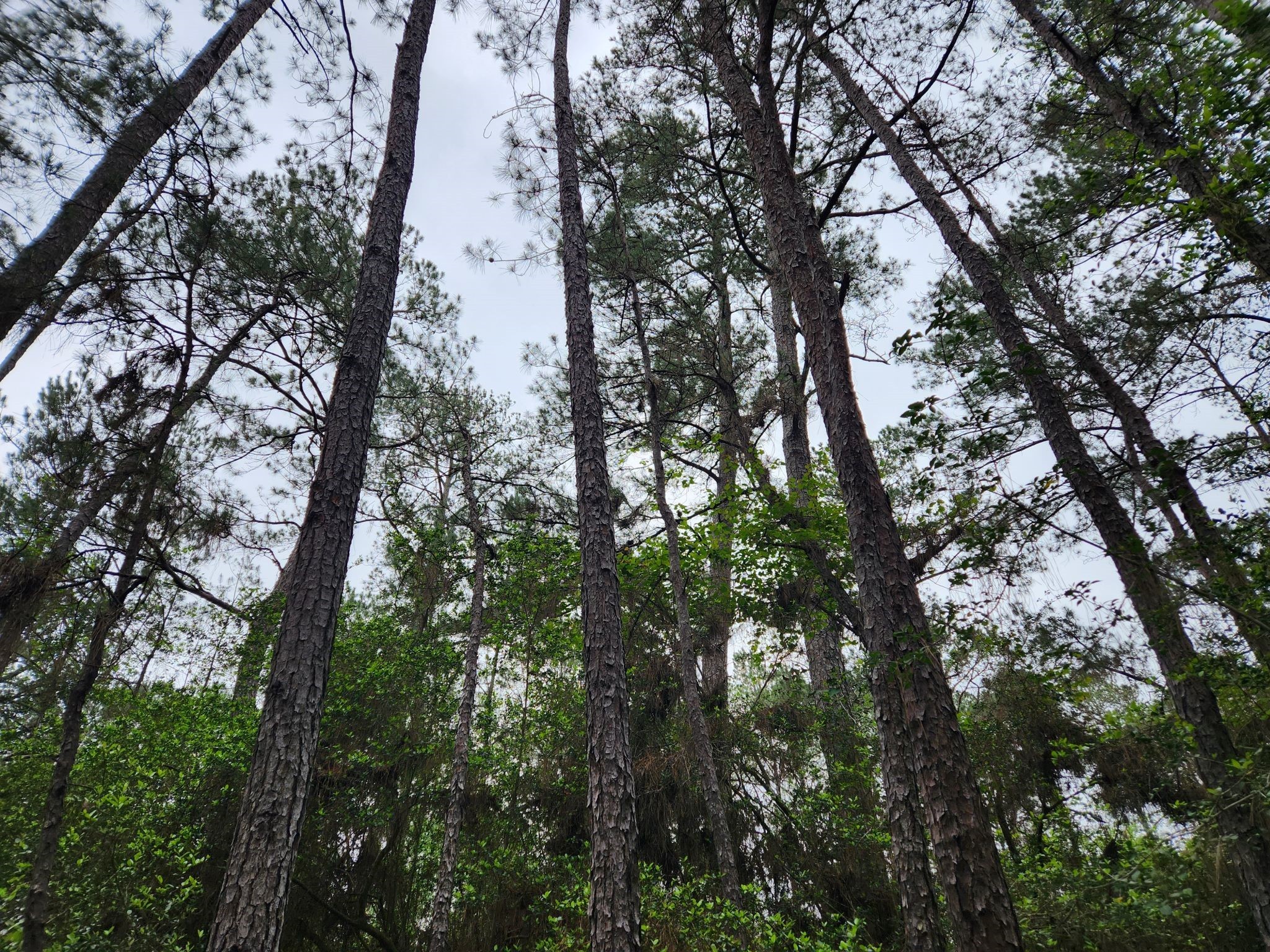 Lot 25 North Council Drive Hempstead, TX 77445 - Photo 5 of 27