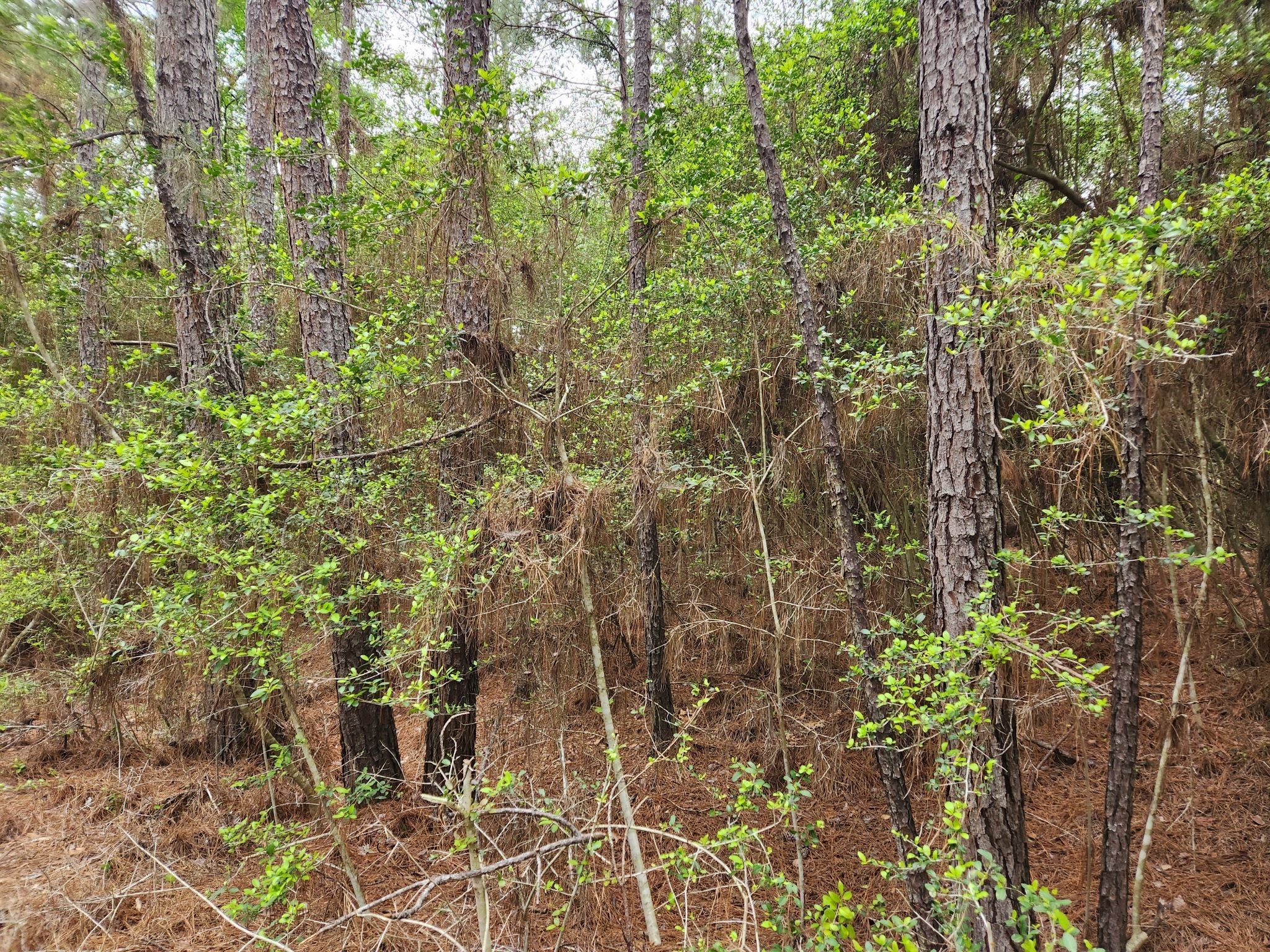 Lot 25 North Council Drive Hempstead, TX 77445 - Photo 6 of 27