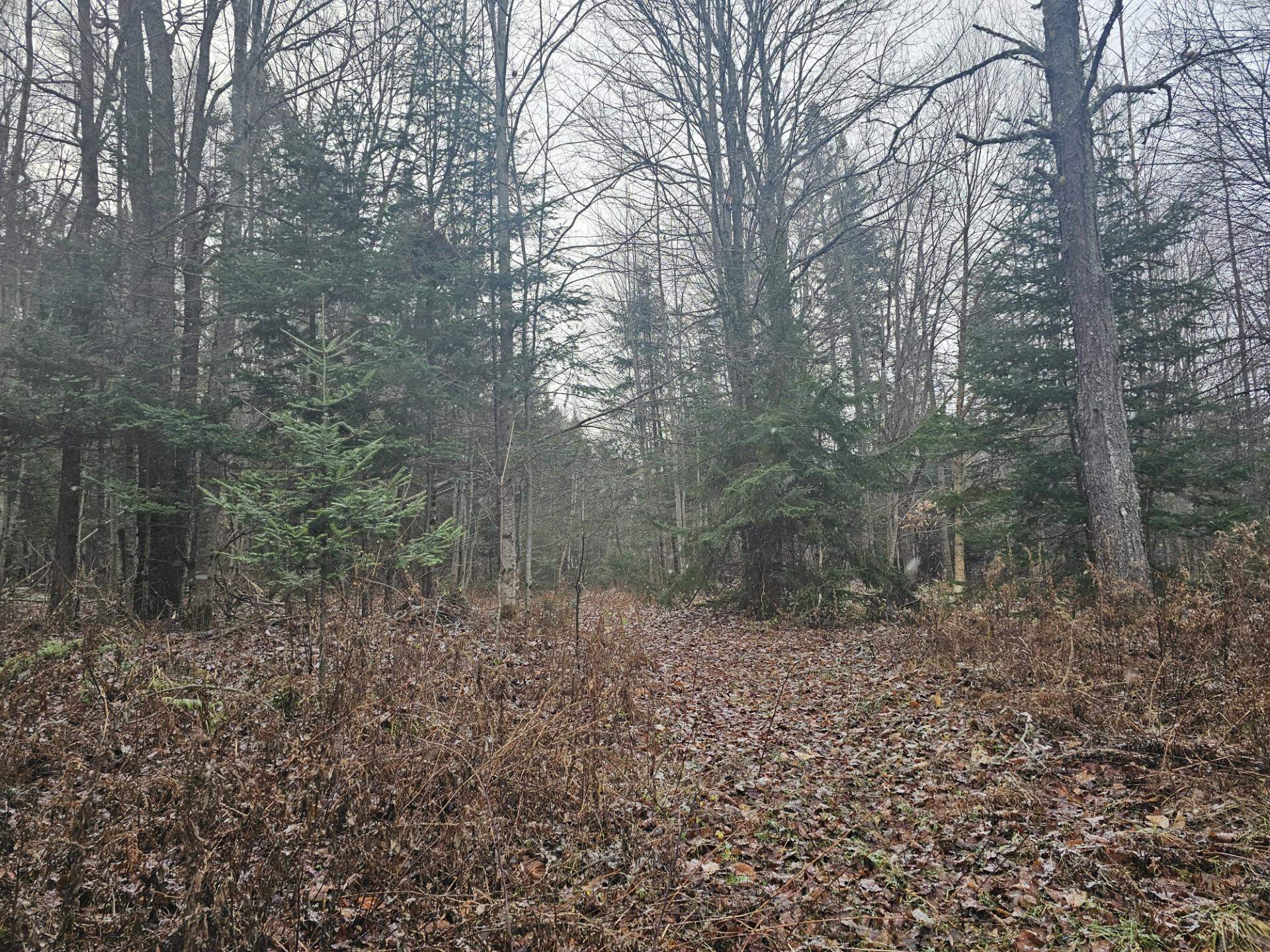 461 Hill Road, Unit MAP R14 LOT 4 ( LAND ONLY) Dummer, NH 03588 - Photo 3 of 8