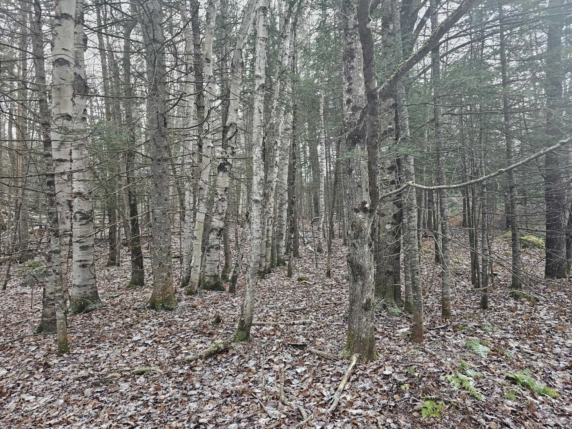 461 Hill Road, Unit MAP R14 LOT 4 ( LAND ONLY) Dummer, NH 03588 - Photo 5 of 8