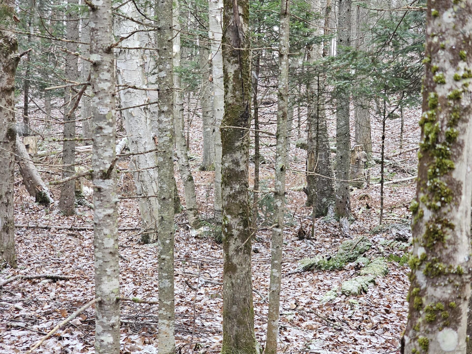 461 Hill Road, Unit MAP R14 LOT 4 ( LAND ONLY) Dummer, NH 03588 - Photo 6 of 8