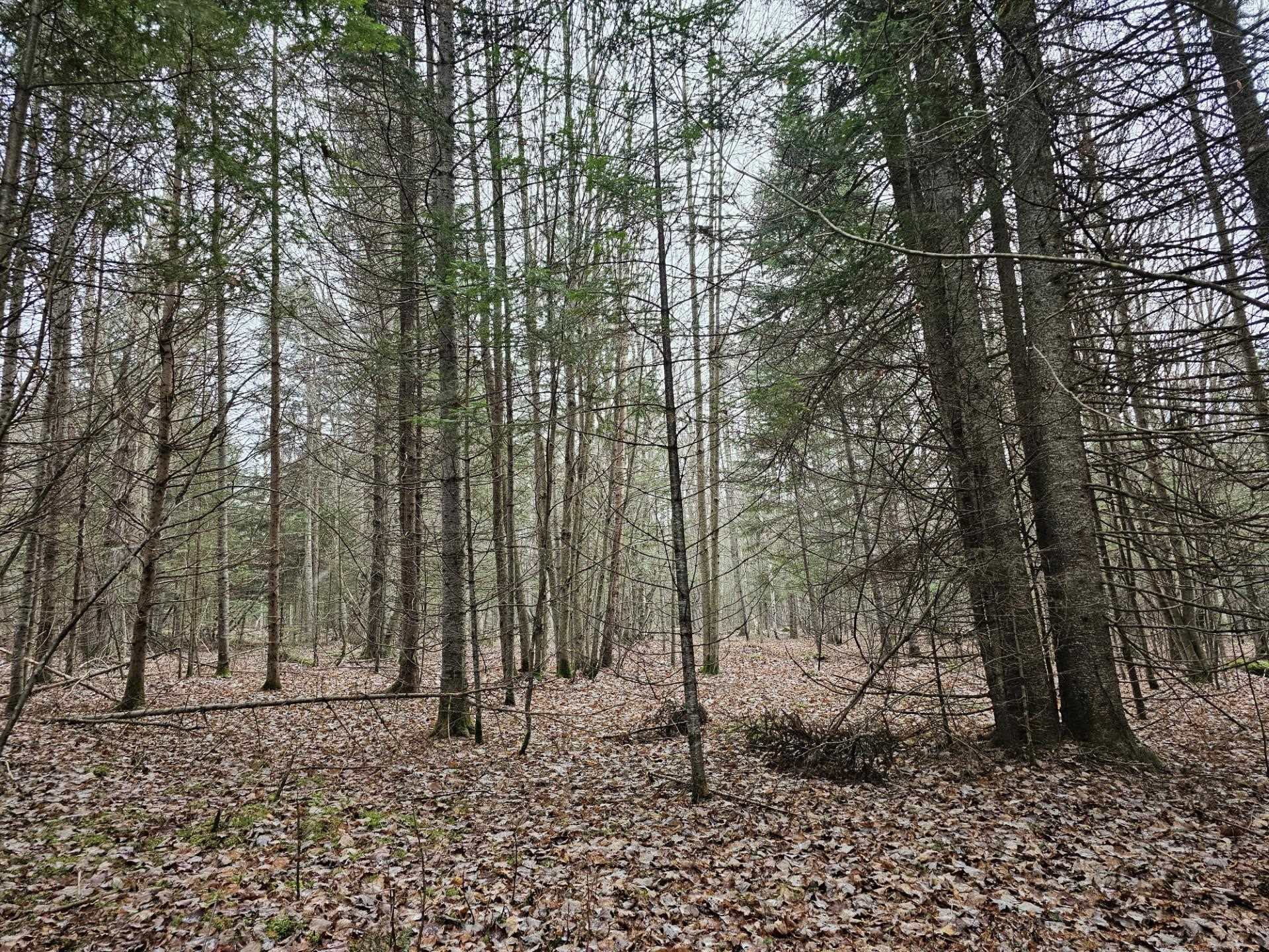 461 Hill Road, Unit MAP R14 LOT 4 ( LAND ONLY) Dummer, NH 03588 - Photo 8 of 8