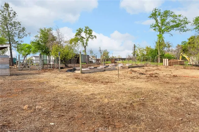 a row of palm trees and a yard